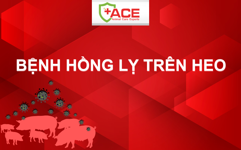 HEO BỆNH HỒNG LỴ