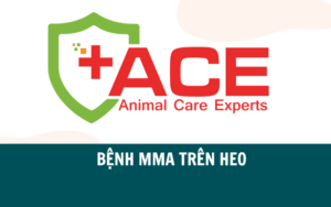 VIÊM VÚ VIÊM TỬ CUNG