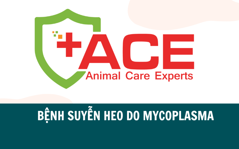 BỆNH SUYỄN HEO DO MYCOPLASMA