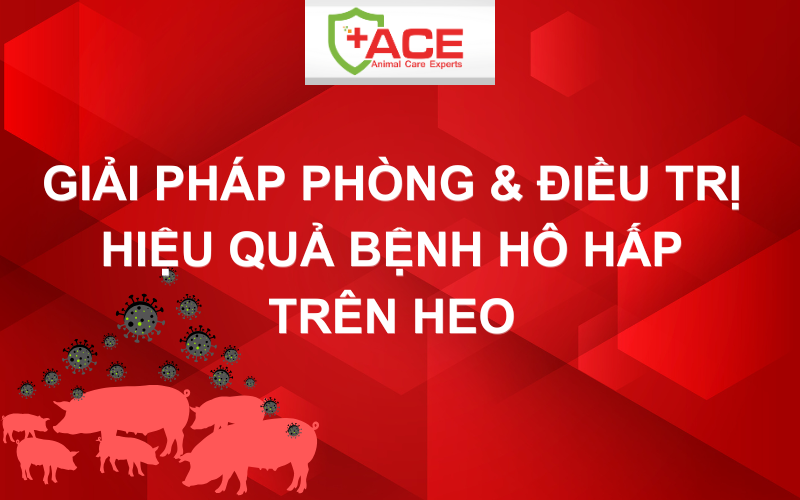 bệnh hô hấp trên heo